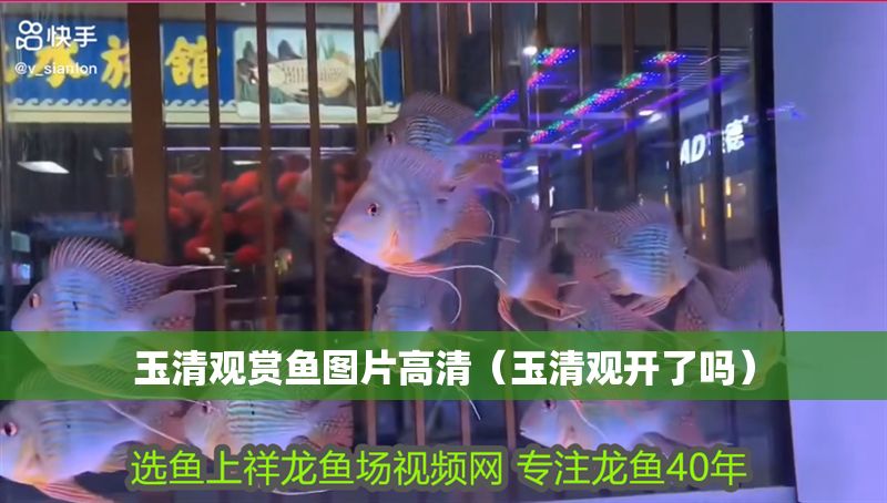 玉清觀賞魚圖片高清（玉清觀開了嗎）