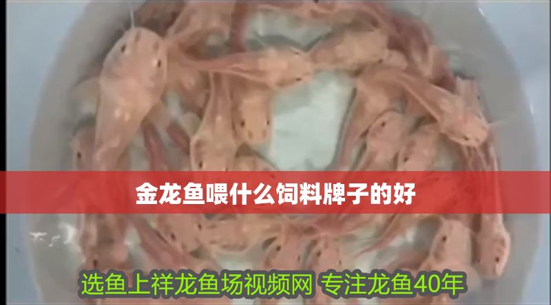 金龍魚喂什么飼料牌子的好
