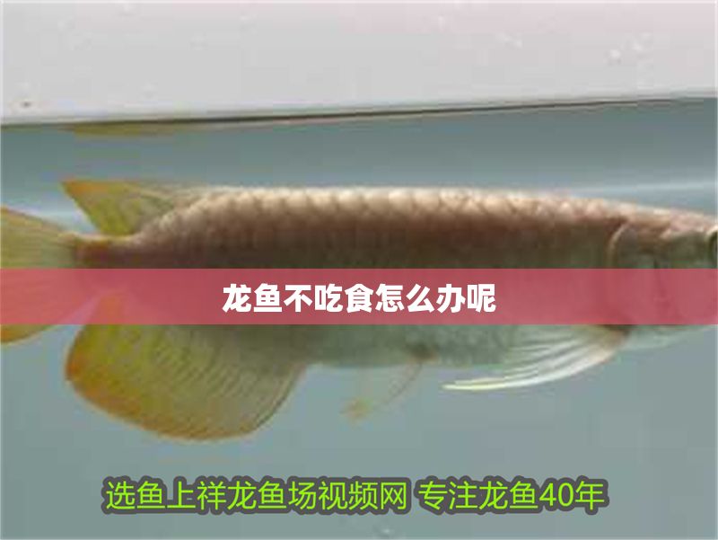 龍魚不吃食怎么辦呢