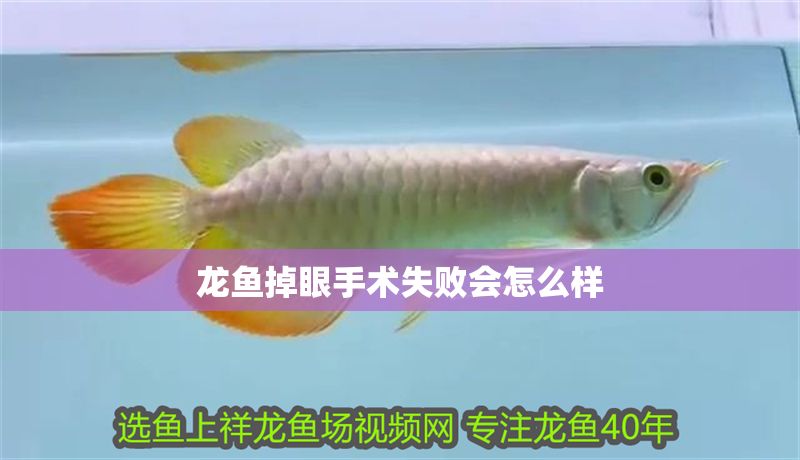 龍魚掉眼手術失敗會怎么樣 龍魚掉眼手術失敗會怎么樣 龍魚百科 第2張