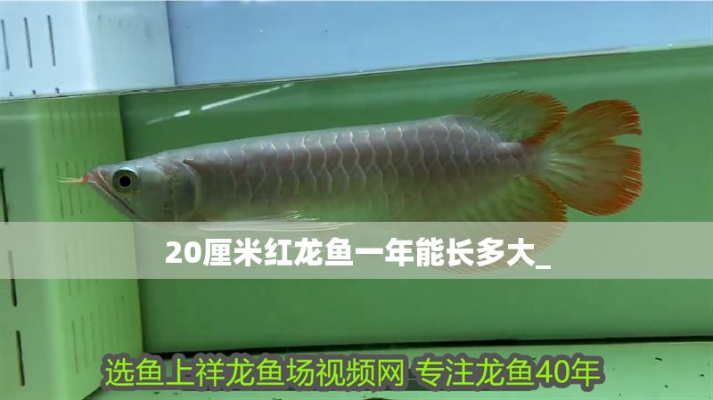 20厘米紅龍魚一年能長多大_ 20厘米紅龍魚一年能長多大_ 龍魚百科 第1張
