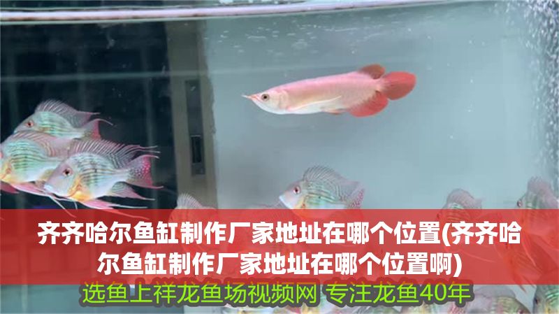 齊齊哈爾魚缸制作廠家地址在哪個位置(齊齊哈爾魚缸制作廠家地址在哪個位置啊)