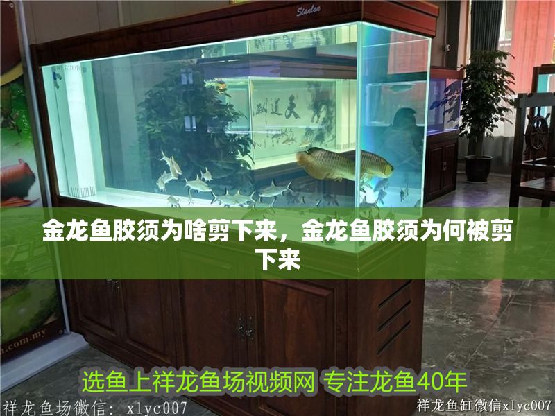 金龍魚膠須為啥剪下來，金龍魚膠須為何被剪下來