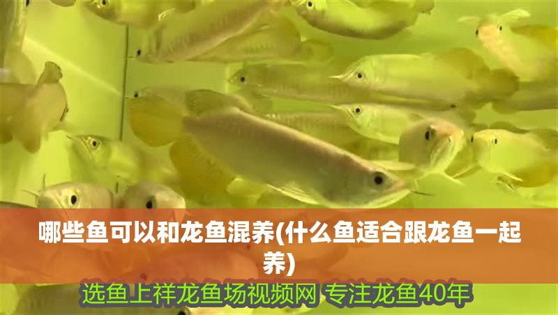 哪些魚可以和龍魚混養(什么魚適合跟龍魚一起養)