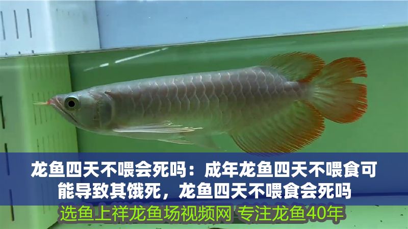 龍魚四天不喂會死嗎：成年龍魚四天不喂食可能導致其餓死，龍魚四天不喂食會死嗎 龍魚四天不喂會死嗎：成年龍魚四天不喂食可能導致其餓死，龍魚四天不喂食會死嗎 龍魚百科 第2張