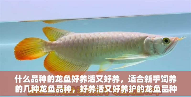 什么品種的龍魚好養(yǎng)活又好養(yǎng)，適合新手飼養(yǎng)的幾種龍魚品種，好養(yǎng)活又好養(yǎng)護(hù)的龍魚品種 什么品種的龍魚好養(yǎng)活又好養(yǎng)，適合新手飼養(yǎng)的幾種龍魚品種，好養(yǎng)活又好養(yǎng)護(hù)的龍魚品種 龍魚百科 第2張