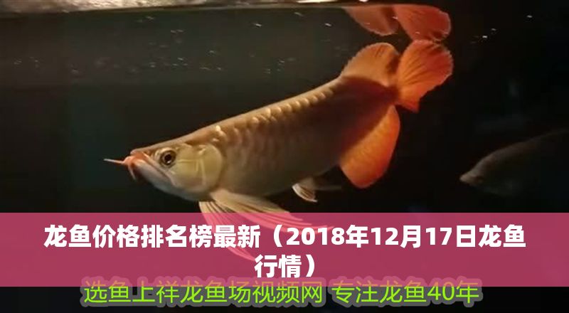 龍魚價格排名榜最新（2018年12月17日龍魚行情）