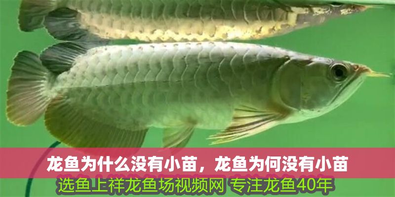 龍魚為什么沒有小苗，龍魚為何沒有小苗