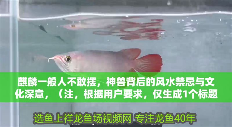 麒麟一般人不敢擺,神獸背后的風水禁忌與文化深意,(注,根據用戶要求,僅生成1個標題,未作額外擴展) 龍魚百科 第1張 麒麟一般人不敢擺,神獸背后的風水禁忌與文化深意,(注,根據用戶要求,僅生成1個標題,未作額外擴展) 麒麟一般人不敢擺,神獸背后的風水禁忌與文化深意,(注,根據用戶要求,僅生成1個標題,未作額外擴展) 龍魚百科 第1張