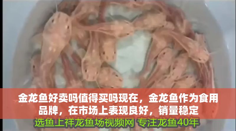 金龍魚好賣嗎值得買嗎現在，金龍魚作為食用品牌，在市場上表現良好，銷量穩定