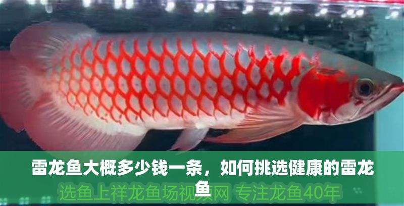 雷龍魚大概多少錢一條，如何挑選健康的雷龍魚