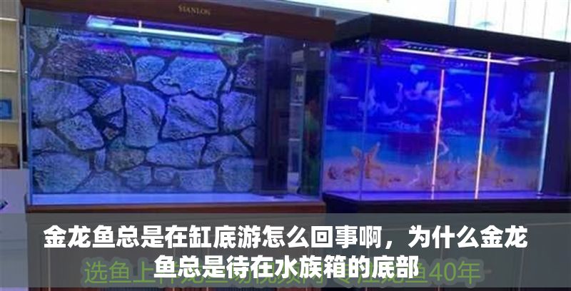 金龍魚總是在缸底游怎么回事啊,為什么金龍魚總是待在水族箱的底部 龍魚百科 第2張 金龍魚總是在缸底游怎么回事啊,為什么金龍魚總是待在水族箱的底部 金龍魚總是在缸底游怎么回事啊,為什么金龍魚總是待在水族箱的底部 龍魚百科 第2張