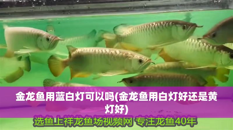 金龍魚用藍白燈可以嗎(金龍魚用白燈好還是黃燈好) 金龍魚用藍白燈可以嗎(金龍魚用白燈好還是黃燈好) 龍魚百科 第1張