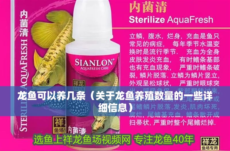 龍魚可以養幾條（關于龍魚養殖數量的一些詳細信息） 龍魚可以養幾條（關于龍魚養殖數量的一些詳細信息） 龍魚百科 第2張