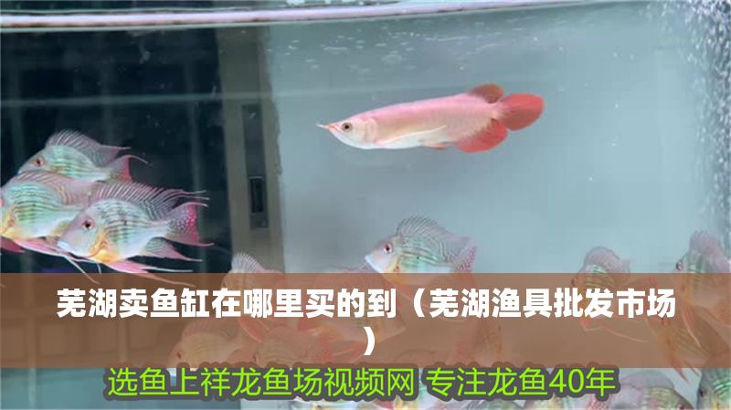 蕪湖賣魚缸在哪里買的到（蕪湖漁具批發(fā)市場）