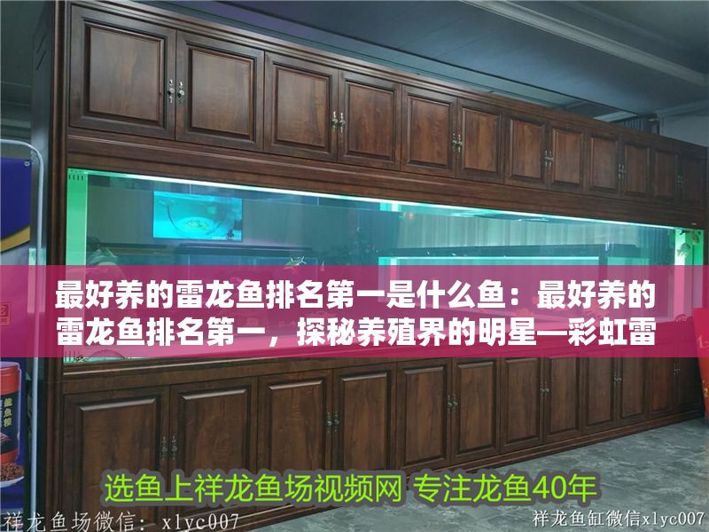 最好養的雷龍魚排名第一是什么魚：最好養的雷龍魚排名第一，探秘養殖界的明星—彩虹雷龍