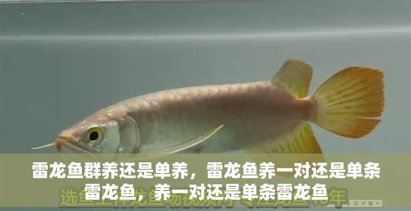 雷龍魚群養還是單養，雷龍魚養一對還是單條雷龍魚，養一對還是單條雷龍魚