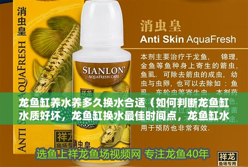龍魚缸養水養多久換水合適（如何判斷龍魚缸水質好壞，龍魚缸換水最佳時間點，龍魚缸水質維護技巧分享）