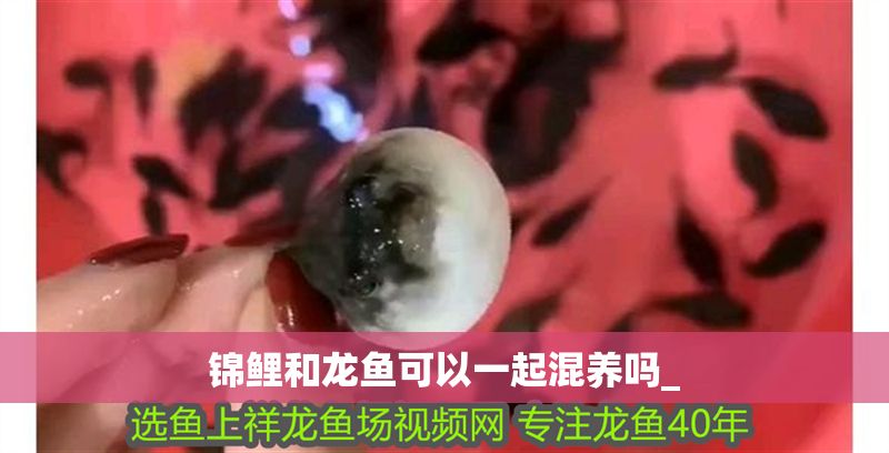 錦鯉和龍魚可以一起混養嗎_