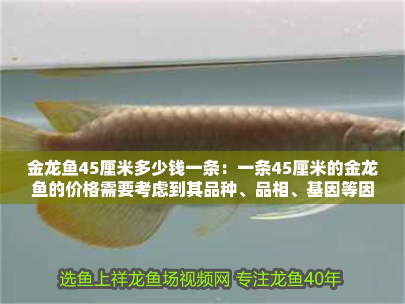 金龍魚(yú)45厘米多少錢(qián)一條：一條45厘米的金龍魚(yú)的價(jià)格需要考慮到其品種、品相、基因等因素