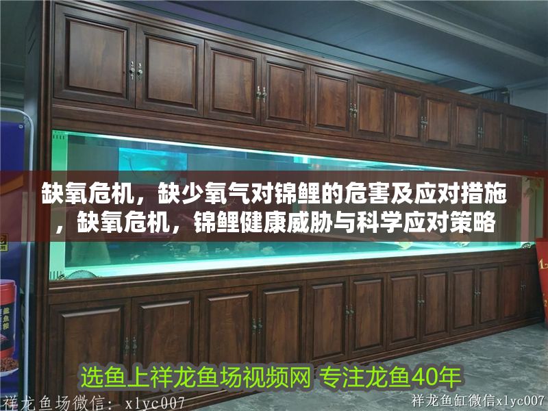 缺氧危機(jī)，缺少氧氣對錦鯉的危害及應(yīng)對措施，缺氧危機(jī)，錦鯉健康威脅與科學(xué)應(yīng)對策略