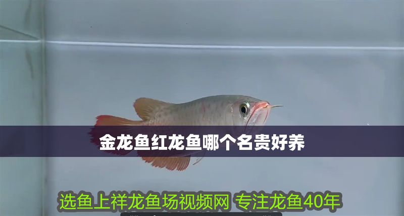 金龍魚紅龍魚哪個名貴好養(yǎng) 龍魚百科 第2張 金龍魚紅龍魚哪個名貴好養(yǎng) 金龍魚紅龍魚哪個名貴好養(yǎng) 龍魚百科 第2張