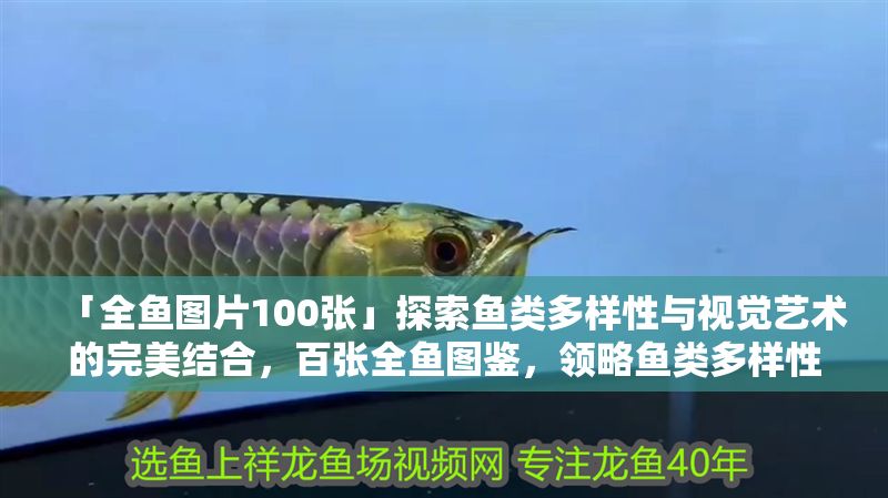 「全魚圖片100張」探索魚類多樣性與視覺藝術的完美結合，百張全魚圖鑒，領略魚類多樣性與視覺藝術的絕美交融