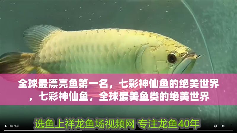 全球最漂亮魚第一名，七彩神仙魚的絕美世界，七彩神仙魚，全球最美魚類的絕美世界