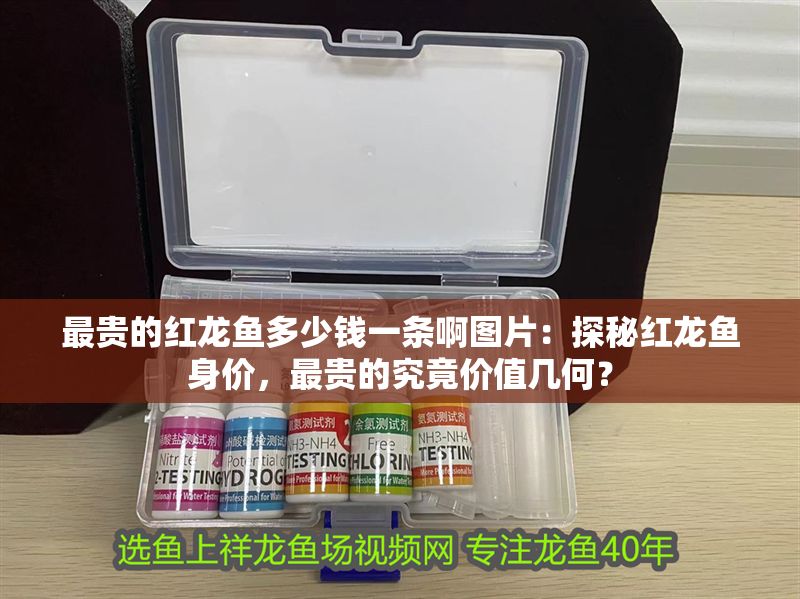 最貴的紅龍魚(yú)多少錢一條啊圖片：探秘紅龍魚(yú)身價(jià)，最貴的究竟價(jià)值幾何？