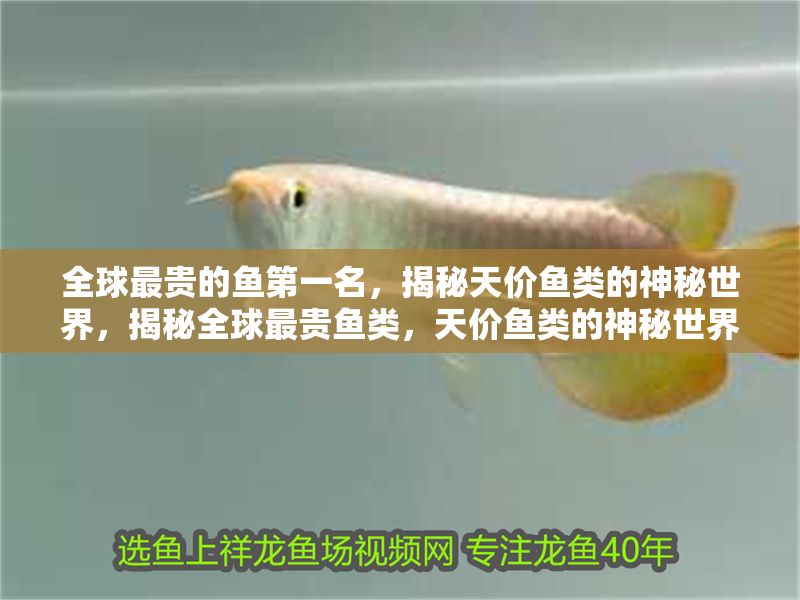 全球最貴的魚第一名，揭秘天價(jià)魚類的神秘世界，揭秘全球最貴魚類，天價(jià)魚類的神秘世界