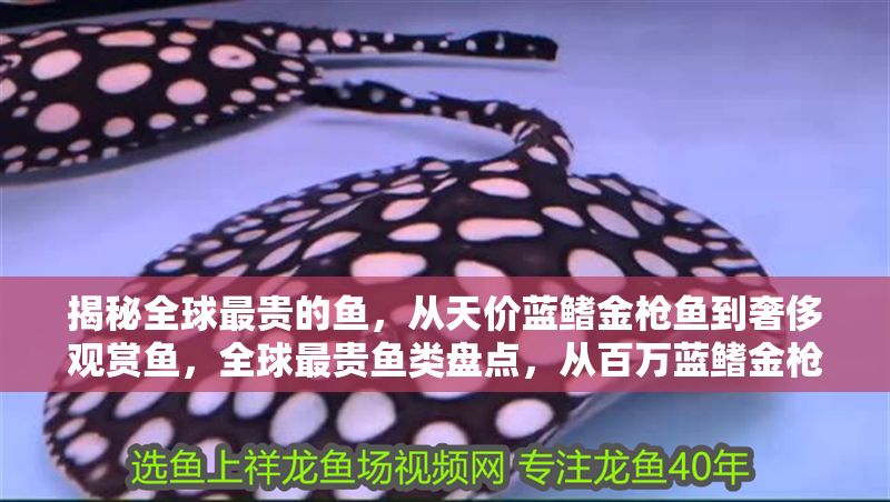 揭秘全球最貴的魚，從天價藍鰭金槍魚到奢侈觀賞魚，全球最貴魚類盤點，從百萬藍鰭金槍魚到天價觀賞魚