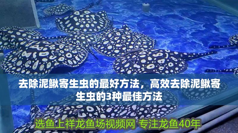 去除泥鰍寄生蟲的最好方法，高效去除泥鰍寄生蟲的3種最佳方法