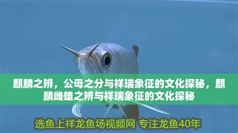 麒麟之辨，公母之分與祥瑞象征的文化探秘，麒麟雌雄之辨與祥瑞象征的文化探秘