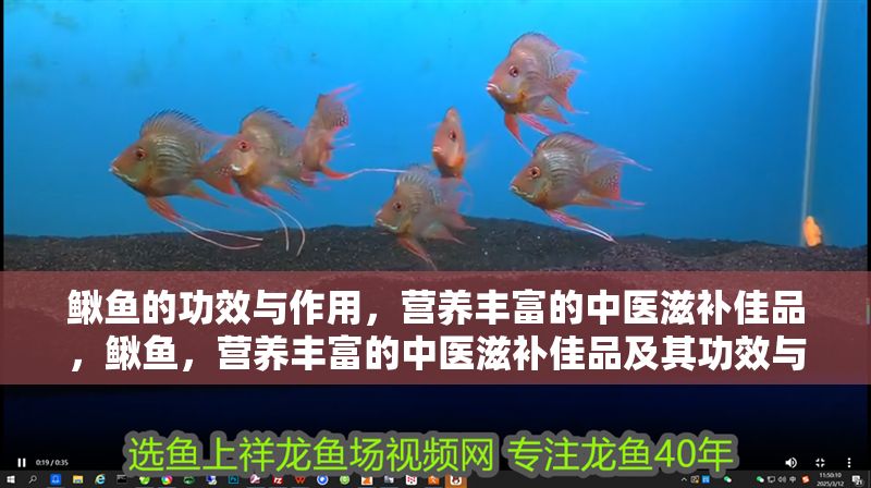 鰍魚的功效與作用，營養豐富的中醫滋補佳品，鰍魚，營養豐富的中醫滋補佳品及其功效與作用