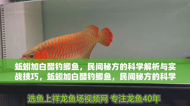 蚯蚓加白醋釣鯽魚，民間秘方的科學(xué)解析與實(shí)戰(zhàn)技巧，蚯蚓加白醋釣鯽魚，民間秘方的科學(xué)原理與高效實(shí)戰(zhàn)技巧 蚯蚓加白醋釣鯽魚，民間秘方的科學(xué)解析與實(shí)戰(zhàn)技巧，蚯蚓加白醋釣鯽魚，民間秘方的科學(xué)原理與高效實(shí)戰(zhàn)技巧 龍魚百科 第1張