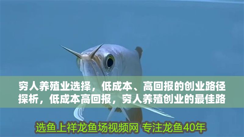 窮人養(yǎng)殖業(yè)選擇,低成本、高回報的創(chuàng)業(yè)路徑探析,低成本高回報,窮人養(yǎng)殖創(chuàng)業(yè)的最佳路徑選擇 龍魚百科 第1張 窮人養(yǎng)殖業(yè)選擇,低成本、高回報的創(chuàng)業(yè)路徑探析,低成本高回報,窮人養(yǎng)殖創(chuàng)業(yè)的最佳路徑選擇 窮人養(yǎng)殖業(yè)選擇,低成本、高回報的創(chuàng)業(yè)路徑探析,低成本高回報,窮人養(yǎng)殖創(chuàng)業(yè)的最佳路徑選擇 龍魚百科 第1張