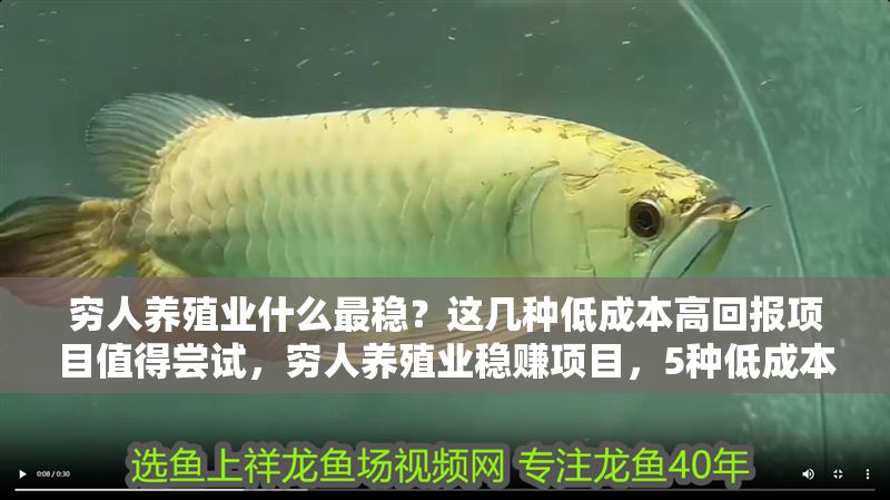 窮人養(yǎng)殖業(yè)什么最穩(wěn)？這幾種低成本高回報項目值得嘗試，窮人養(yǎng)殖業(yè)穩(wěn)賺項目，5種低成本高回報選擇