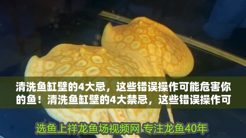 清洗魚缸壁的4大忌，這些錯誤操作可能危害你的魚！清洗魚缸壁的4大禁忌，這些錯誤操作可能害死你的魚！