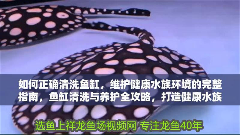 如何正確清洗魚缸，維護健康水族環境的完整指南，魚缸清洗與養護全攻略，打造健康水族環境的正確方法