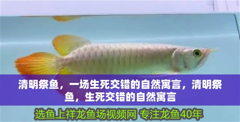 清明祭魚，一場生死交錯的自然寓言，清明祭魚，生死交錯的自然寓言