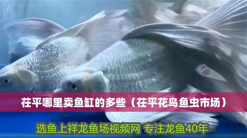 茌平哪里賣魚缸的多些（茌平花鳥魚蟲市場）