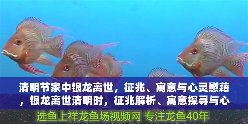 清明節(jié)家中銀龍離世，征兆、寓意與心靈慰藉，銀龍離世清明時(shí)，征兆解析、寓意探尋與心靈療愈