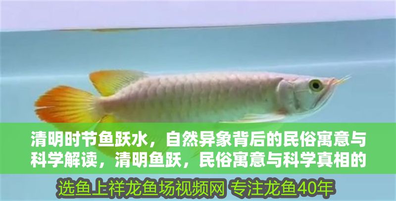 清明時節魚躍水，自然異象背后的民俗寓意與科學解讀，清明魚躍，民俗寓意與科學真相的雙重解碼