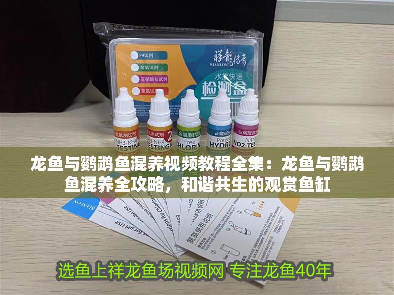 龍魚與鸚鵡魚混養視頻教程全集：龍魚與鸚鵡魚混養全攻略，和諧共生的觀賞魚缸