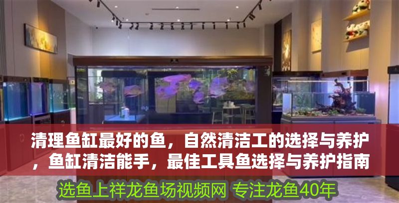 清理魚缸最好的魚，自然清潔工的選擇與養護，魚缸清潔能手，最佳工具魚選擇與養護指南