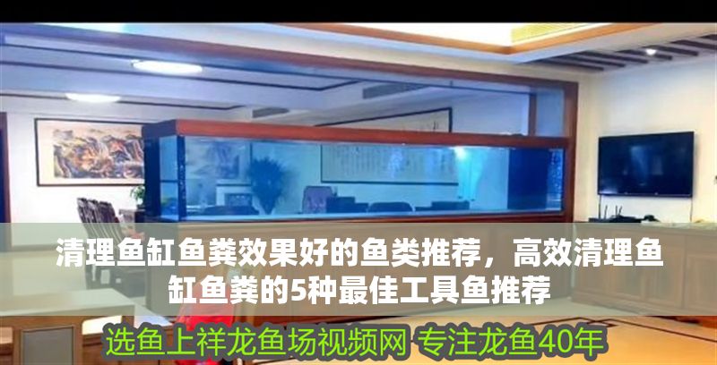 清理魚缸魚糞效果好的魚類推薦，高效清理魚缸魚糞的5種最佳工具魚推薦