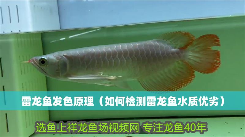 雷龍魚發色原理（如何檢測雷龍魚水質優劣）