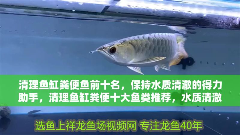清理魚缸糞便魚前十名，保持水質清澈的得力助手，清理魚缸糞便十大魚類推薦，水質清澈的得力助手