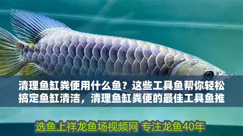 清理魚缸糞便用什么魚？這些工具魚幫你輕松搞定魚缸清潔，清理魚缸糞便的最佳工具魚推薦 清理魚缸糞便用什么魚？這些工具魚幫你輕松搞定魚缸清潔，清理魚缸糞便的最佳工具魚推薦 龍魚百科 第1張