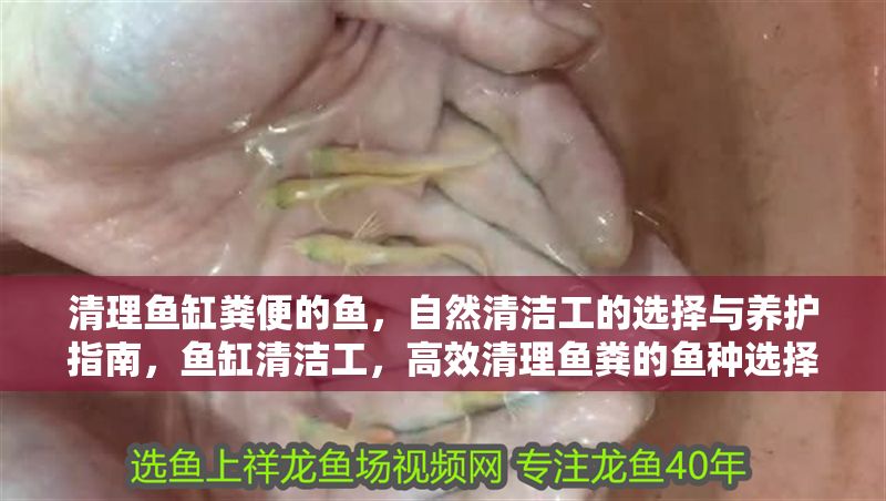 清理魚缸糞便的魚，自然清潔工的選擇與養護指南，魚缸清潔工，高效清理魚糞的魚種選擇與養護指南 清理魚缸糞便的魚，自然清潔工的選擇與養護指南，魚缸清潔工，高效清理魚糞的魚種選擇與養護指南 龍魚百科 第1張